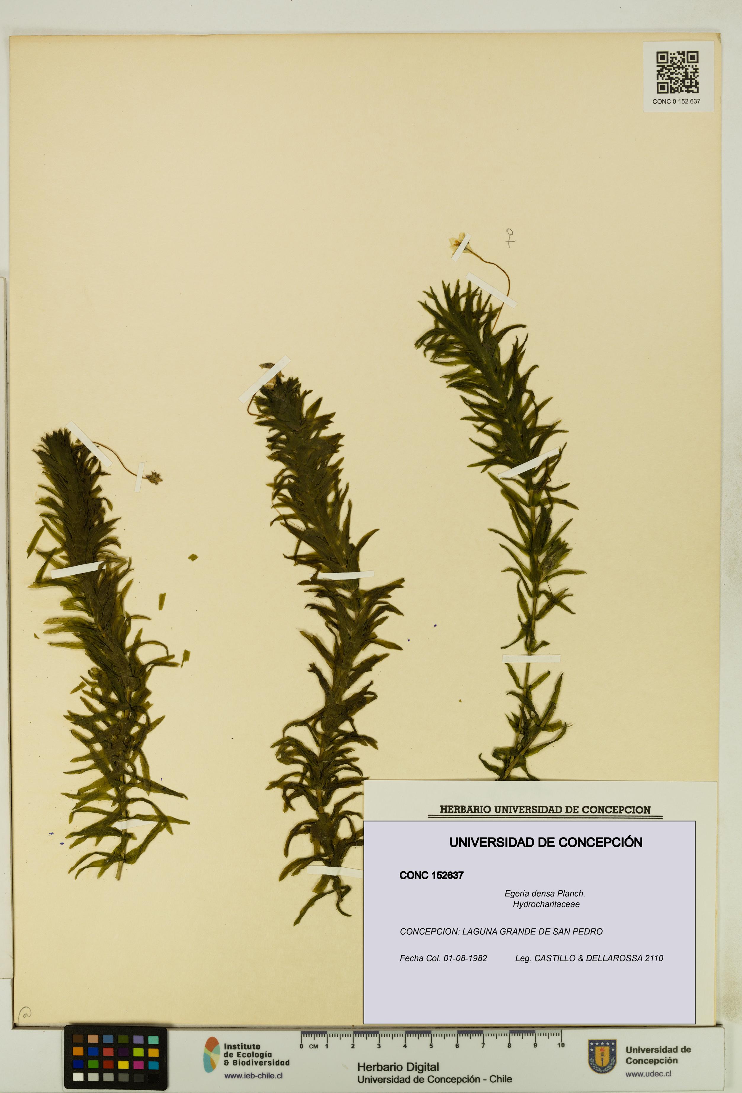 Egeria densa [Espécimen: UDEC:CONC:0152637]