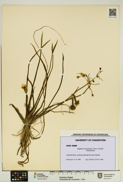 Sagittaria montevidensis [Espécimen: UDEC:CONC:0152638]