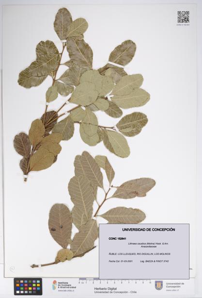 Lithraea caustica [Espécimen: UDEC:CONC:0152641]