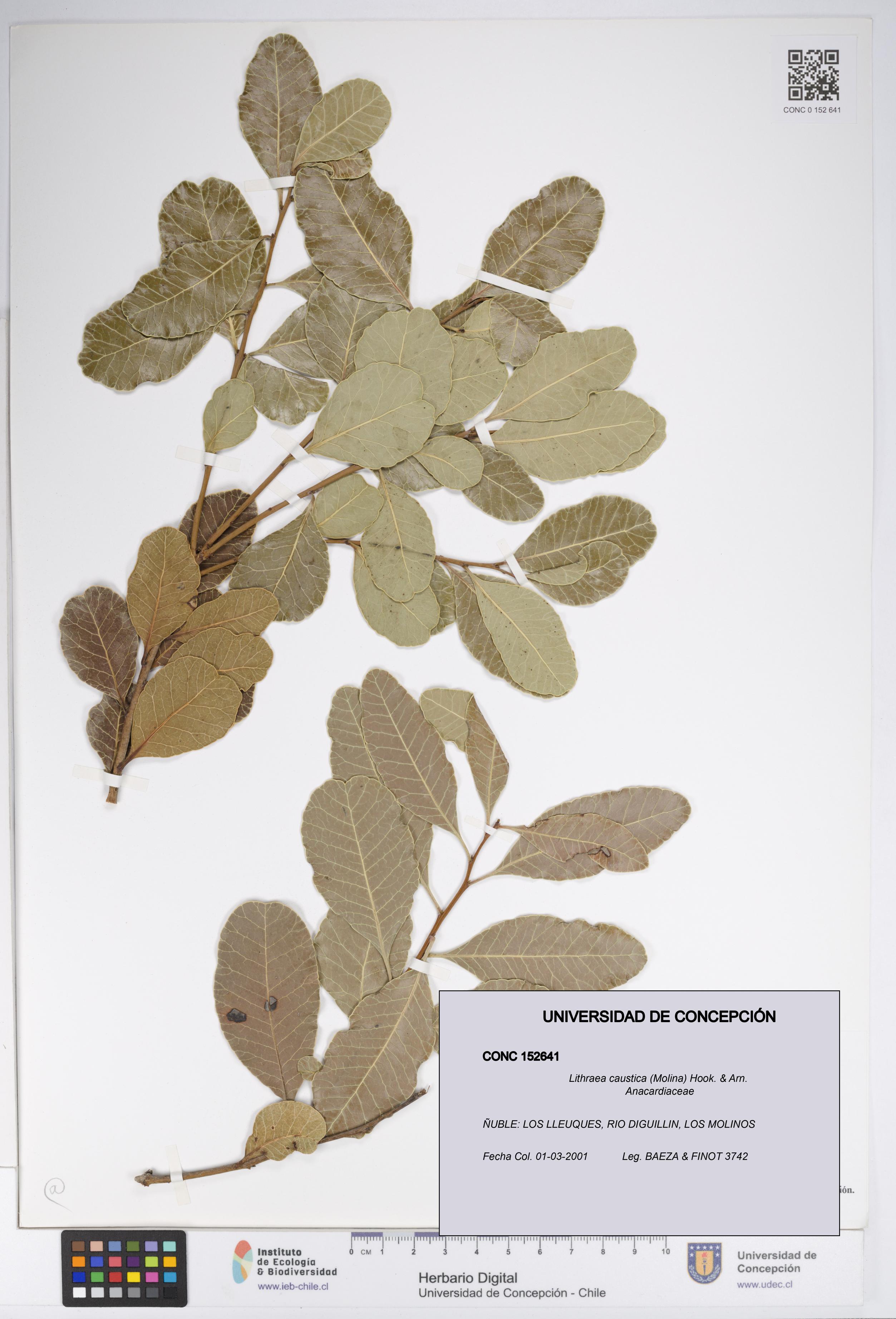 Lithraea caustica [Espécimen: UDEC:CONC:0152641]