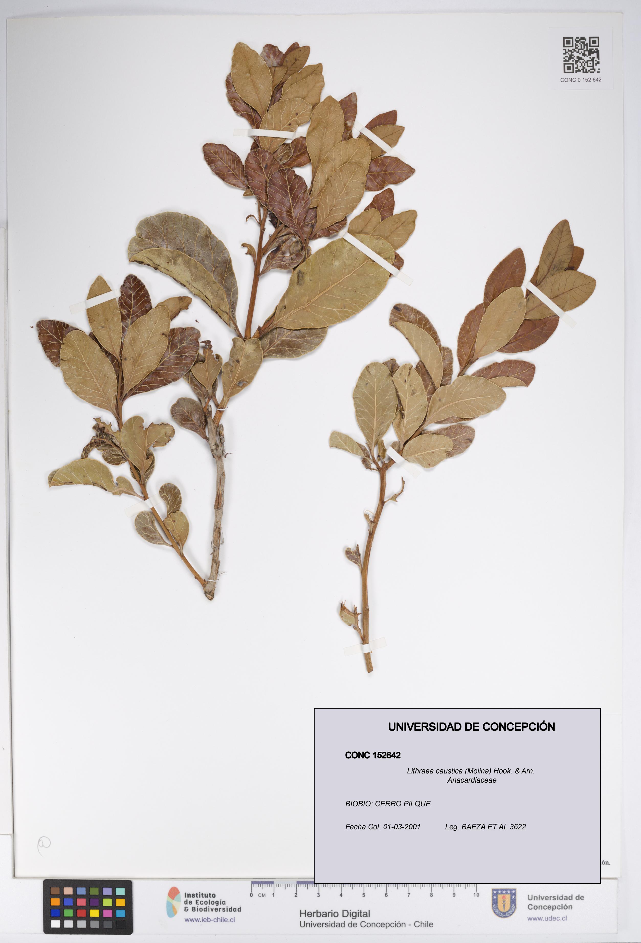 Lithraea caustica [Espécimen: UDEC:CONC:0152642]