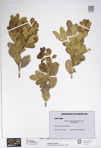 Lithraea caustica [Espécimen: UDEC:CONC:0152643]