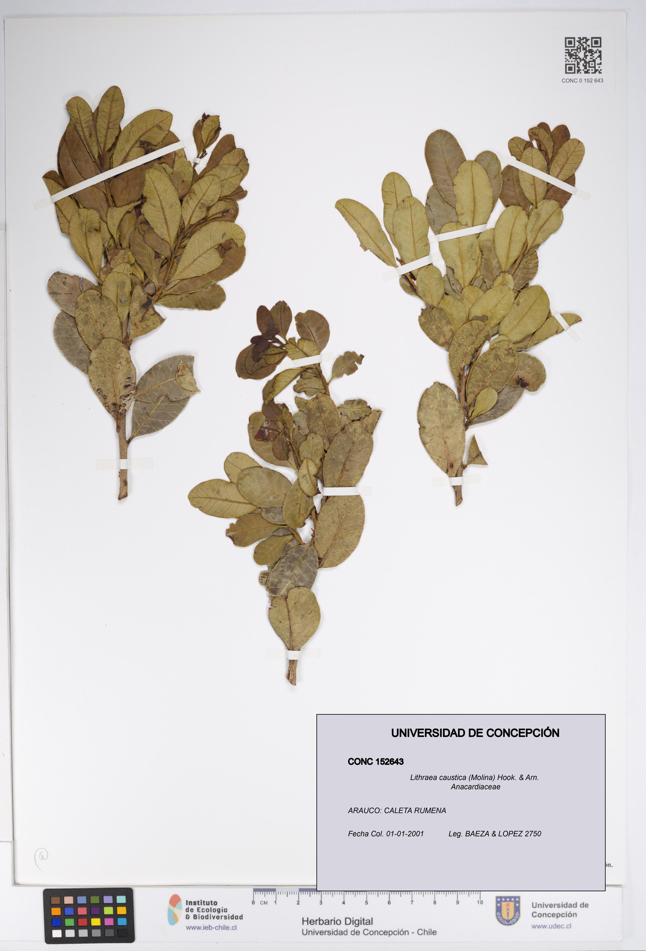 Lithraea caustica [Espécimen: UDEC:CONC:0152643]