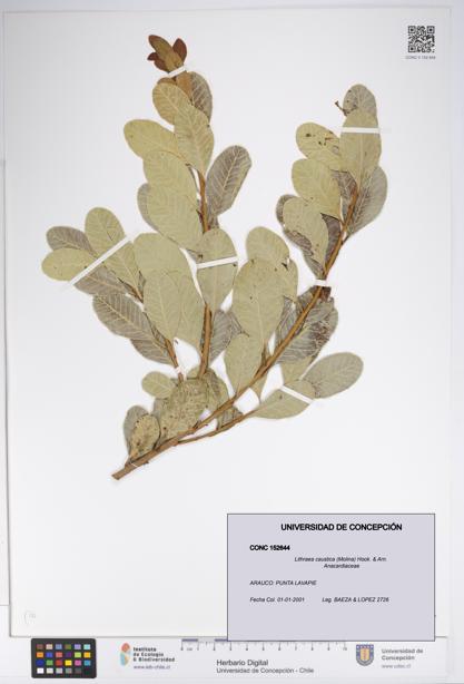 Lithraea caustica [Espécimen: UDEC:CONC:0152644]