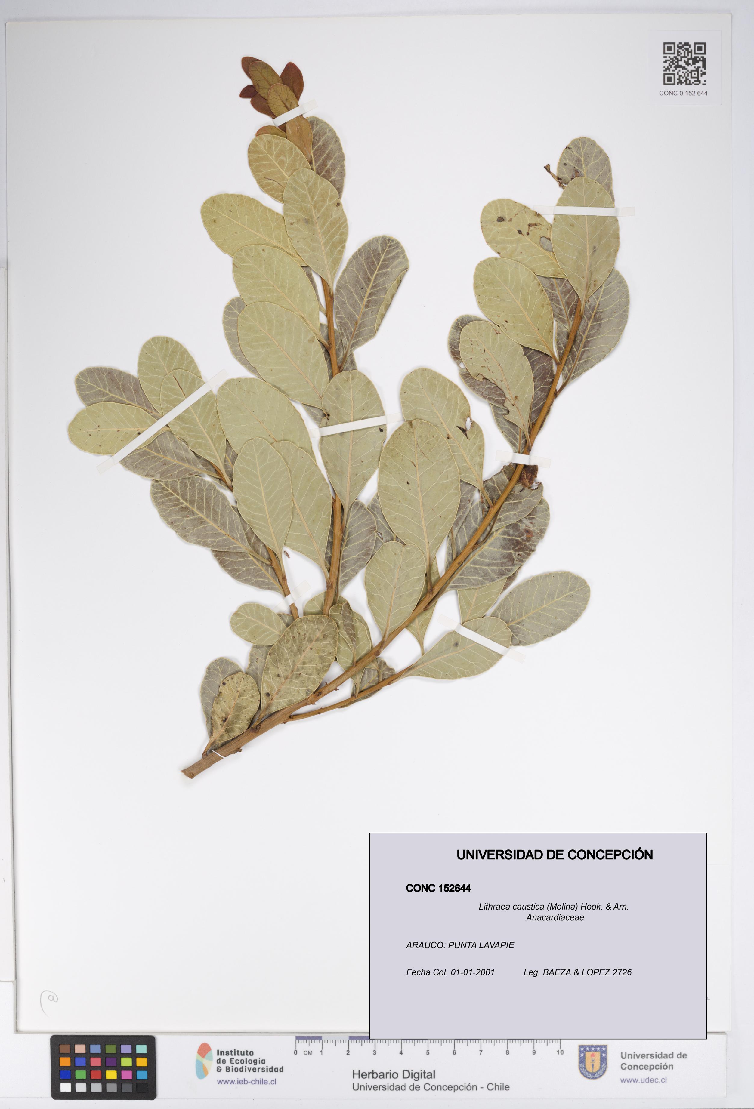 Lithraea caustica [Espécimen: UDEC:CONC:0152644]