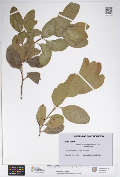 Lithraea caustica [Espécimen: UDEC:CONC:0152645]