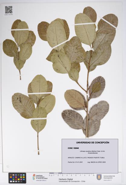 Lithraea caustica [Espécimen: UDEC:CONC:0152646]