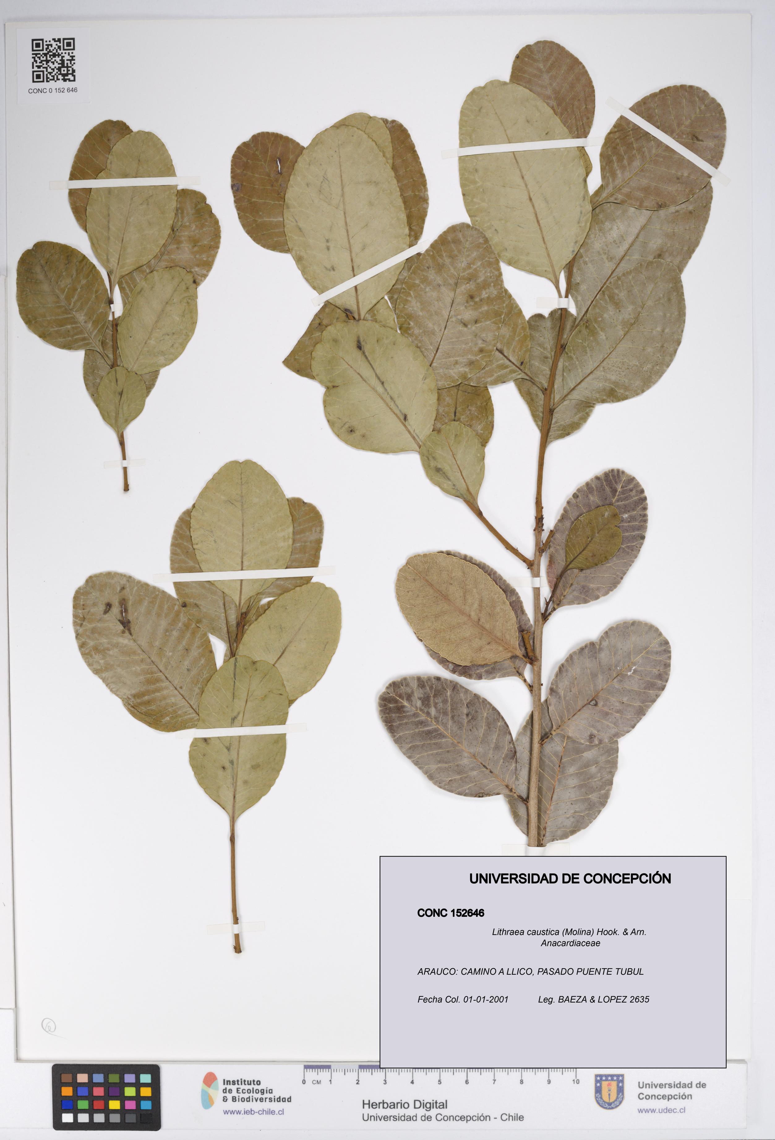 Lithraea caustica [Espécimen: UDEC:CONC:0152646]