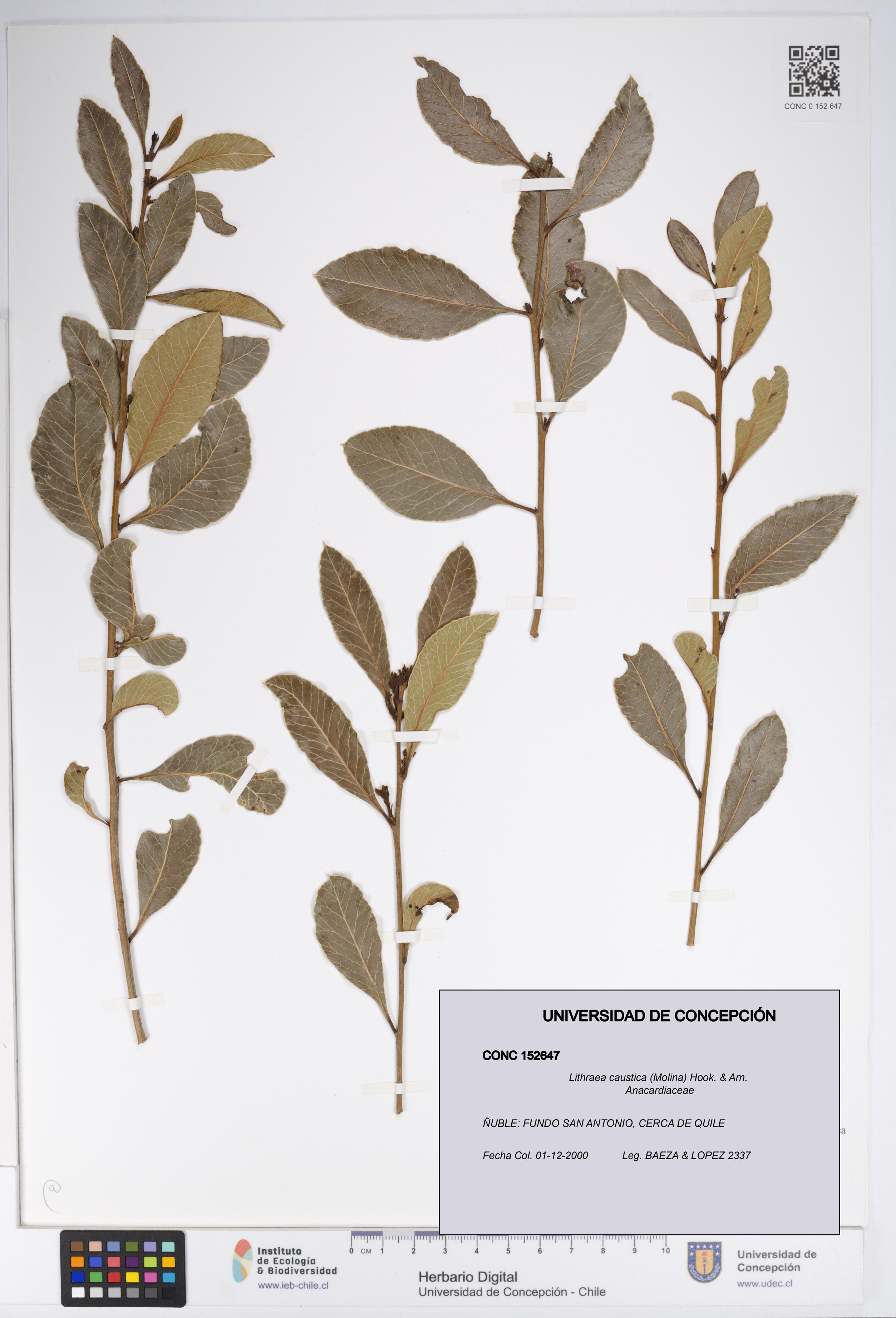 Lithraea caustica [Espécimen: UDEC:CONC:0152647]