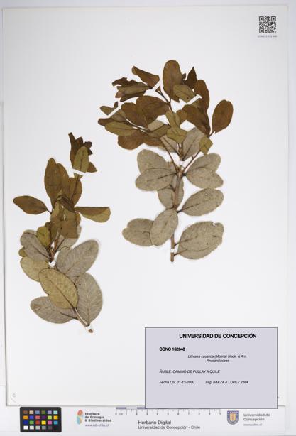 Lithraea caustica [Espécimen: UDEC:CONC:0152648]