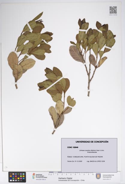 Lithraea caustica [Espécimen: UDEC:CONC:0152649]