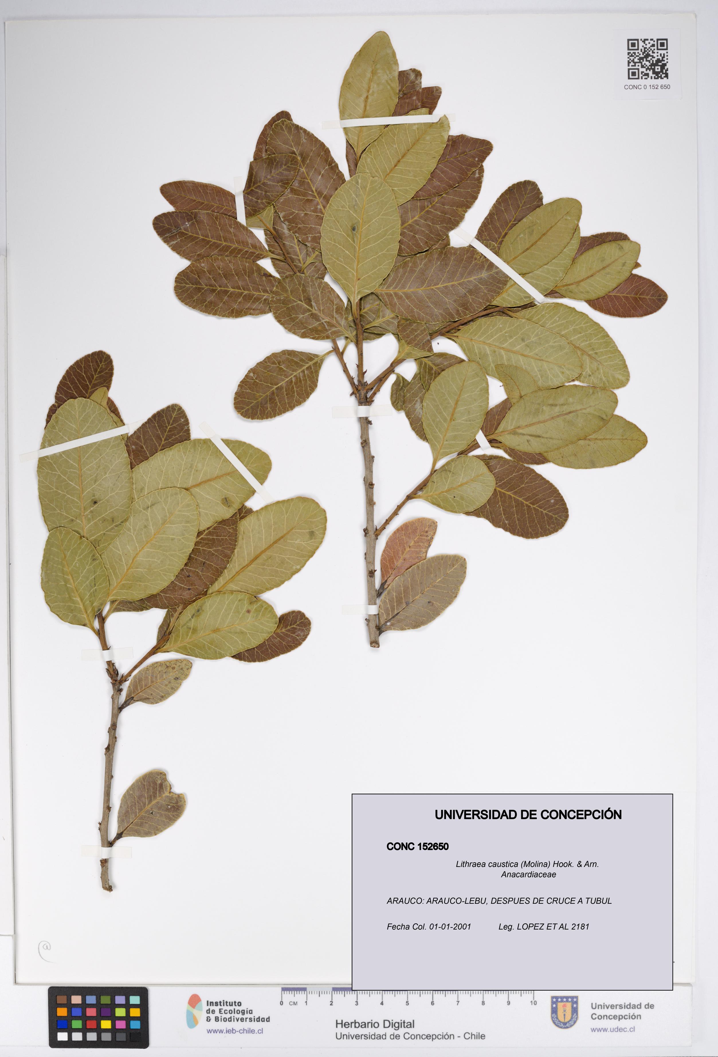 Lithraea caustica [Espécimen: UDEC:CONC:0152650]