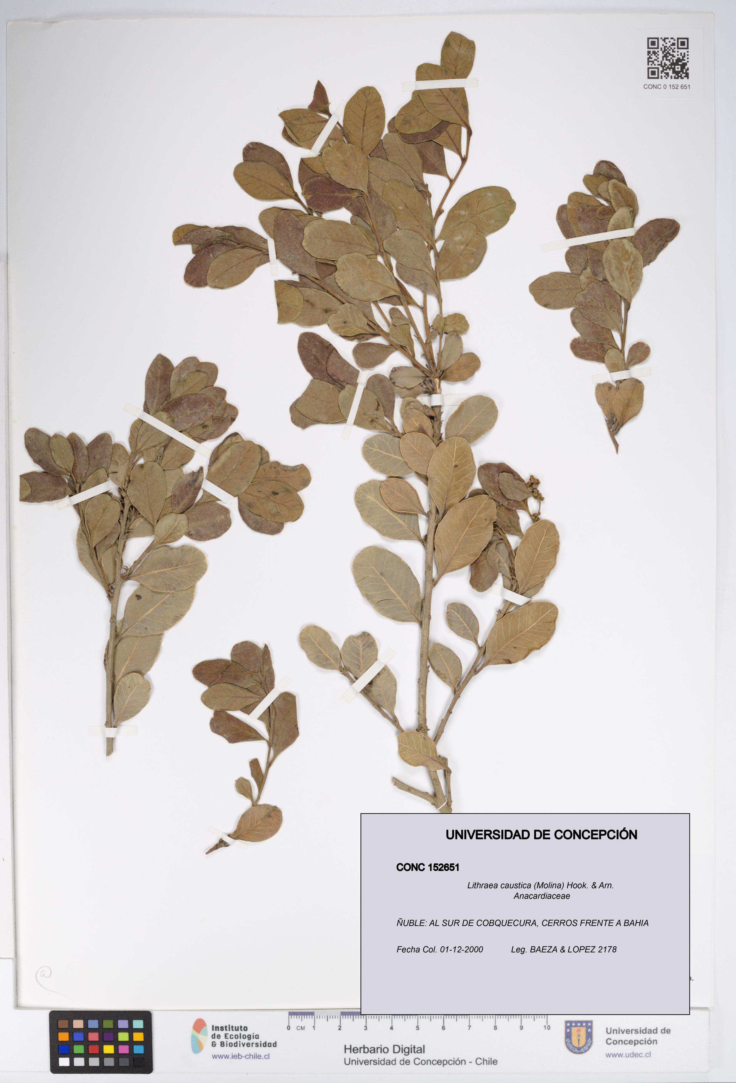 Lithraea caustica [Espécimen: UDEC:CONC:0152651]