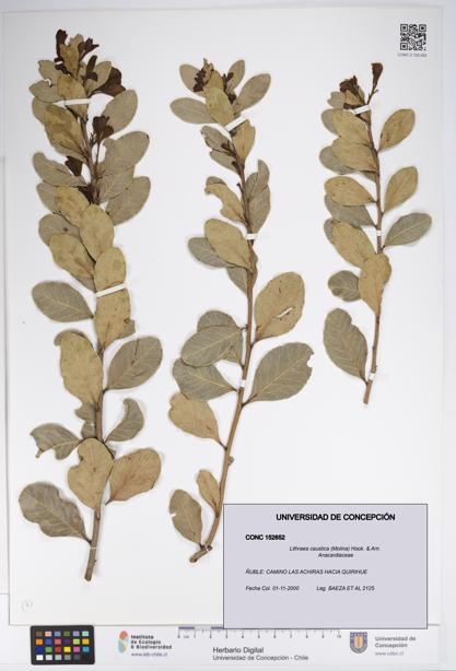 Lithraea caustica [Espécimen: UDEC:CONC:0152652]