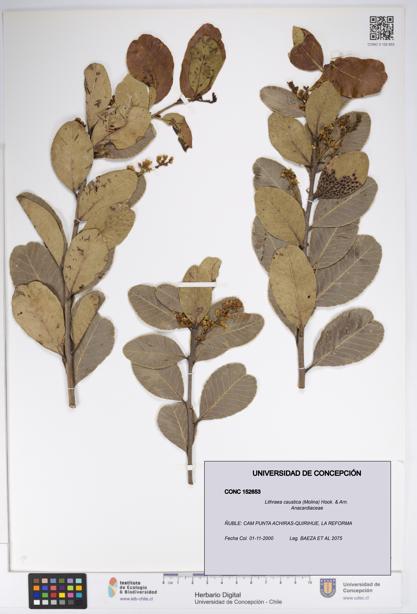 Lithraea caustica [Espécimen: UDEC:CONC:0152653]