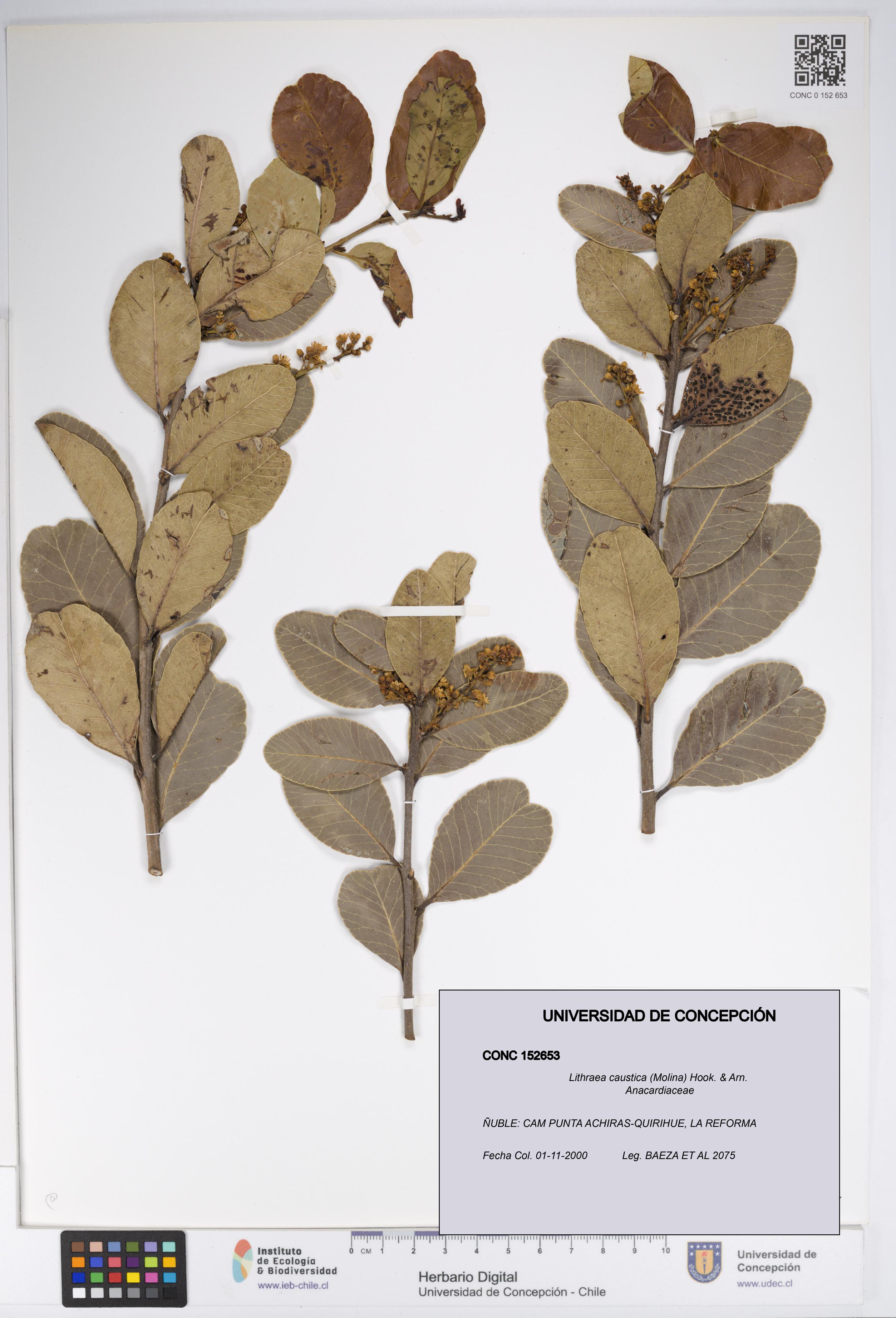 Lithraea caustica [Espécimen: UDEC:CONC:0152653]