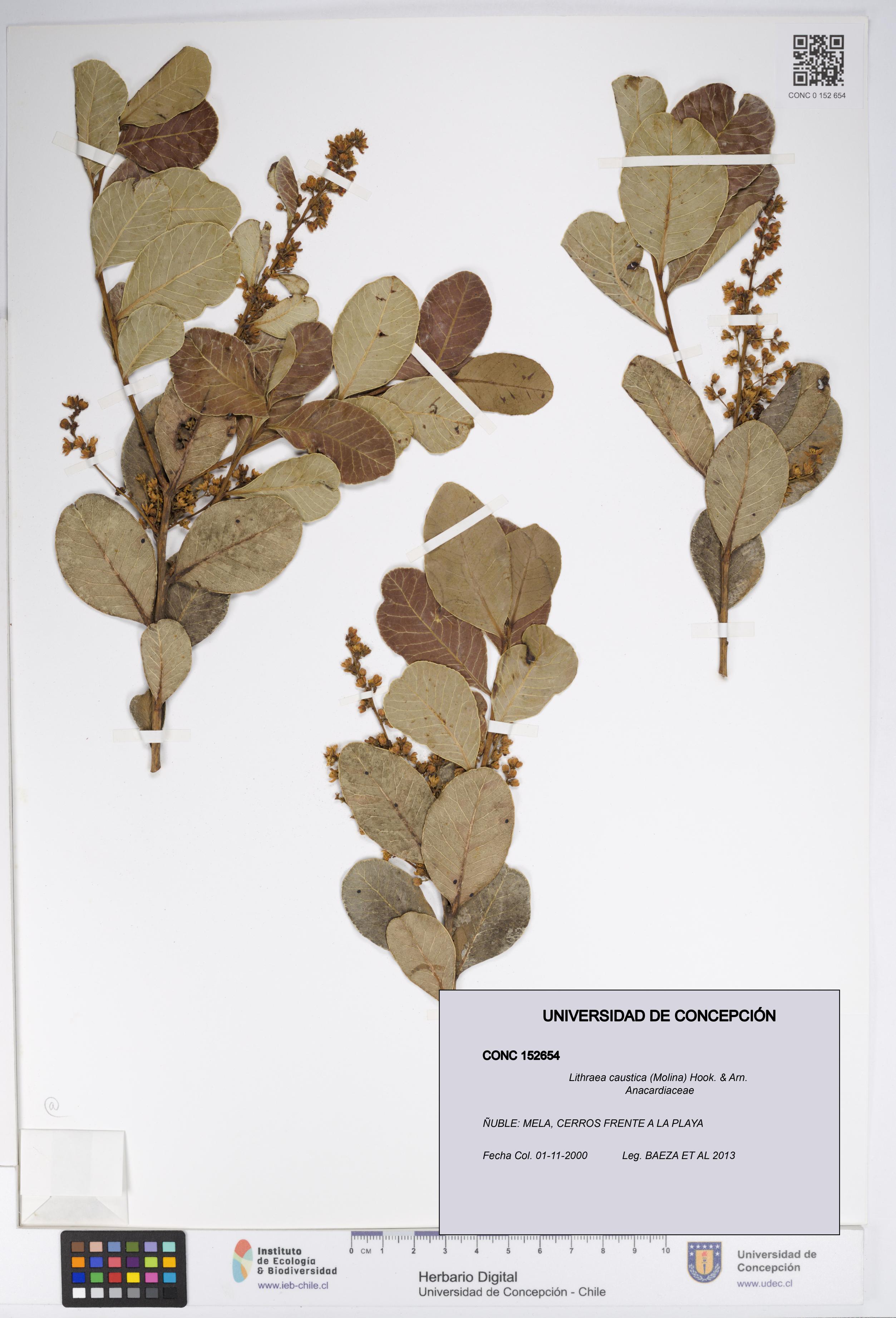 Lithraea caustica [Espécimen: UDEC:CONC:0152654]