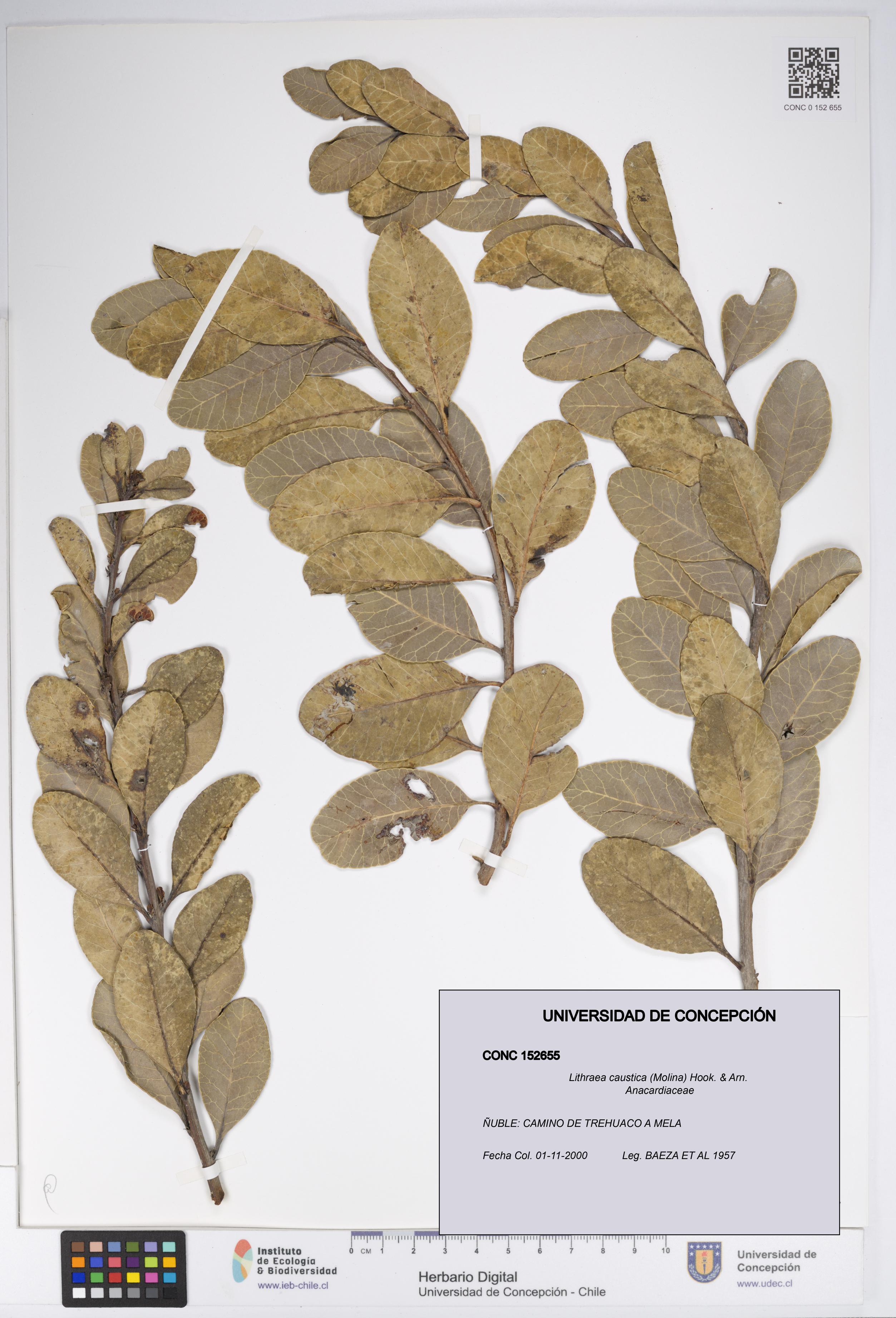 Lithraea caustica [Espécimen: UDEC:CONC:0152655]