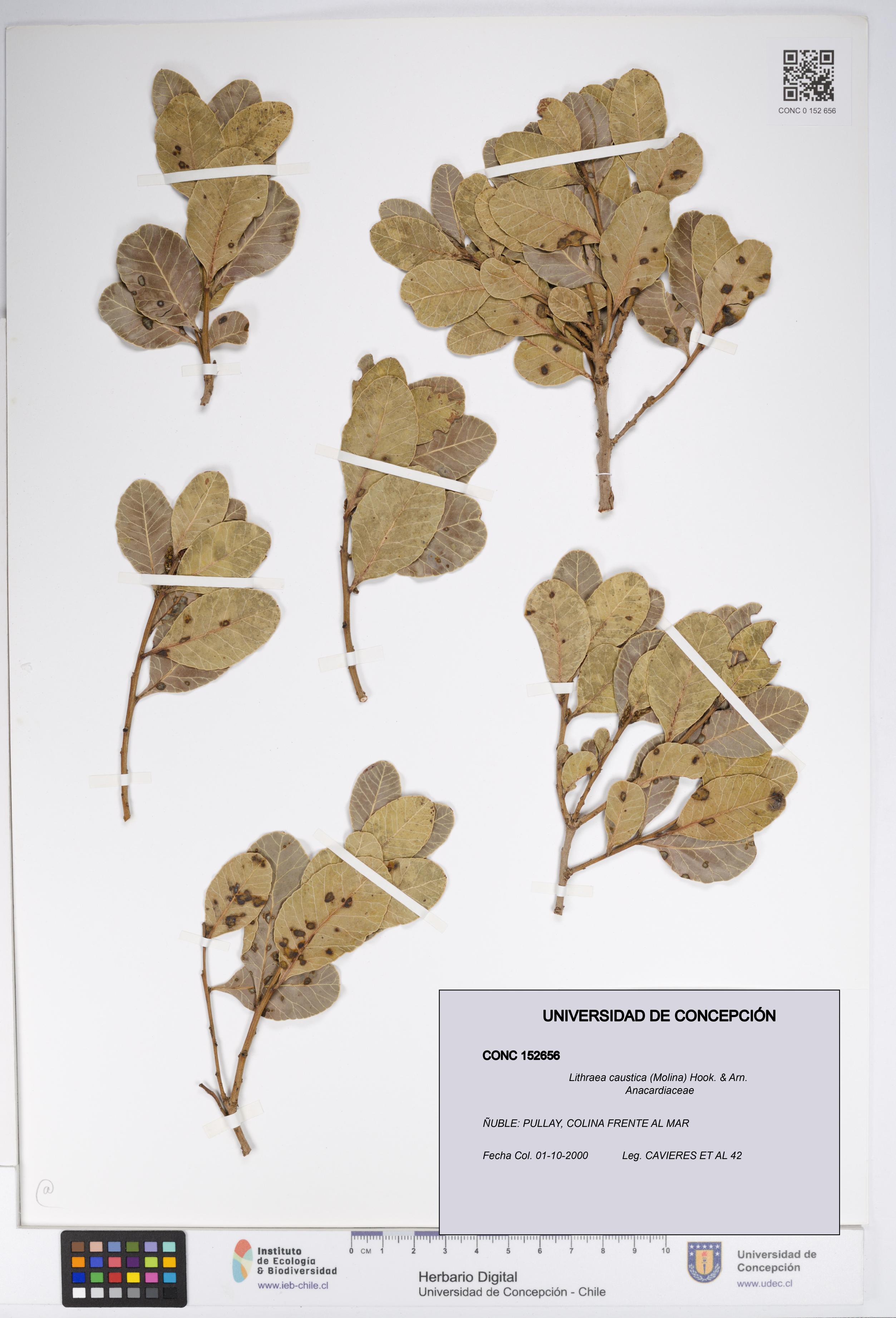 Lithraea caustica [Espécimen: UDEC:CONC:0152656]