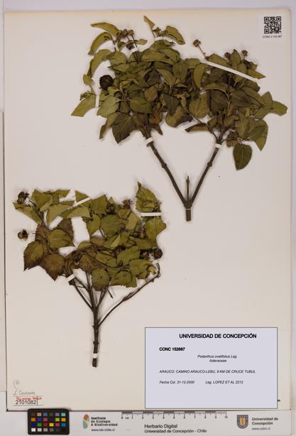 Podanthus ovatifolius [Espécimen: ]