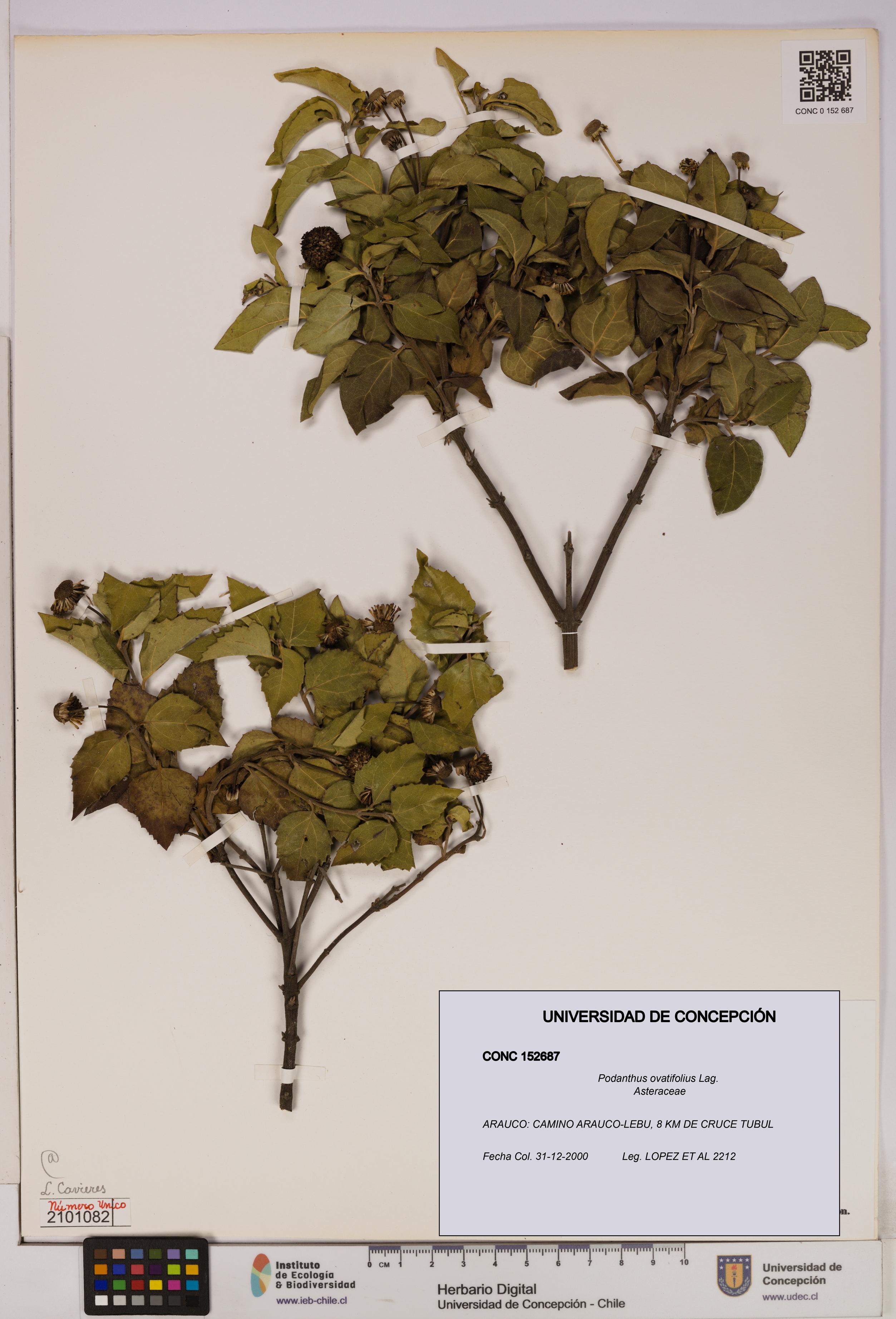Podanthus ovatifolius [Espécimen: ]