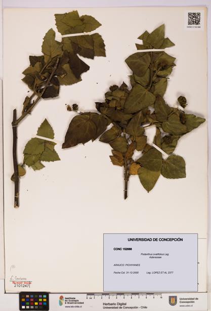 Podanthus ovatifolius [Espécimen: ]