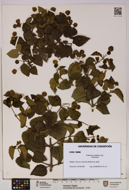 Podanthus ovatifolius [Espécimen: ]