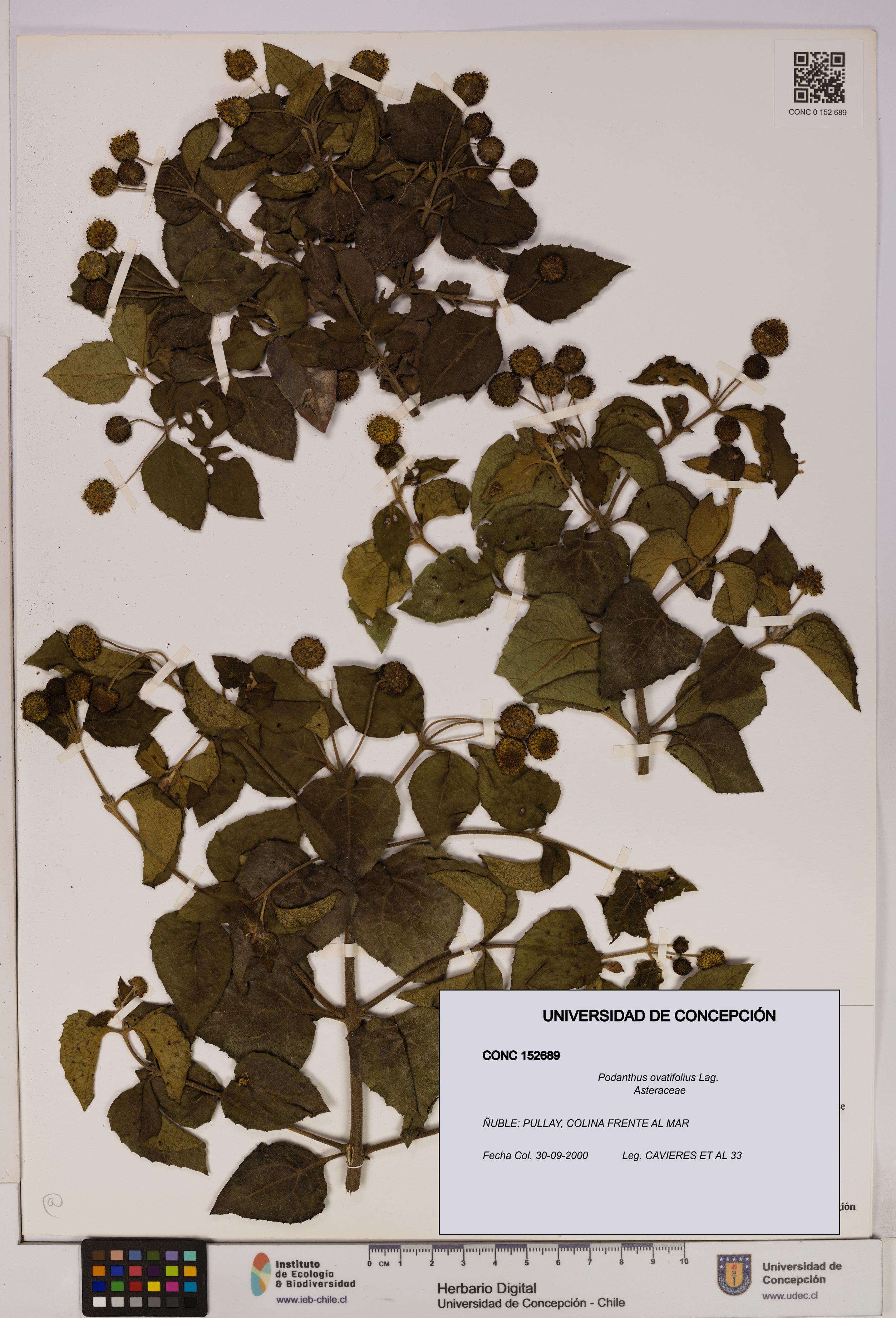 Podanthus ovatifolius [Espécimen: ]