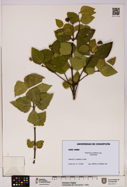 Podanthus ovatifolius [Espécimen: ]
