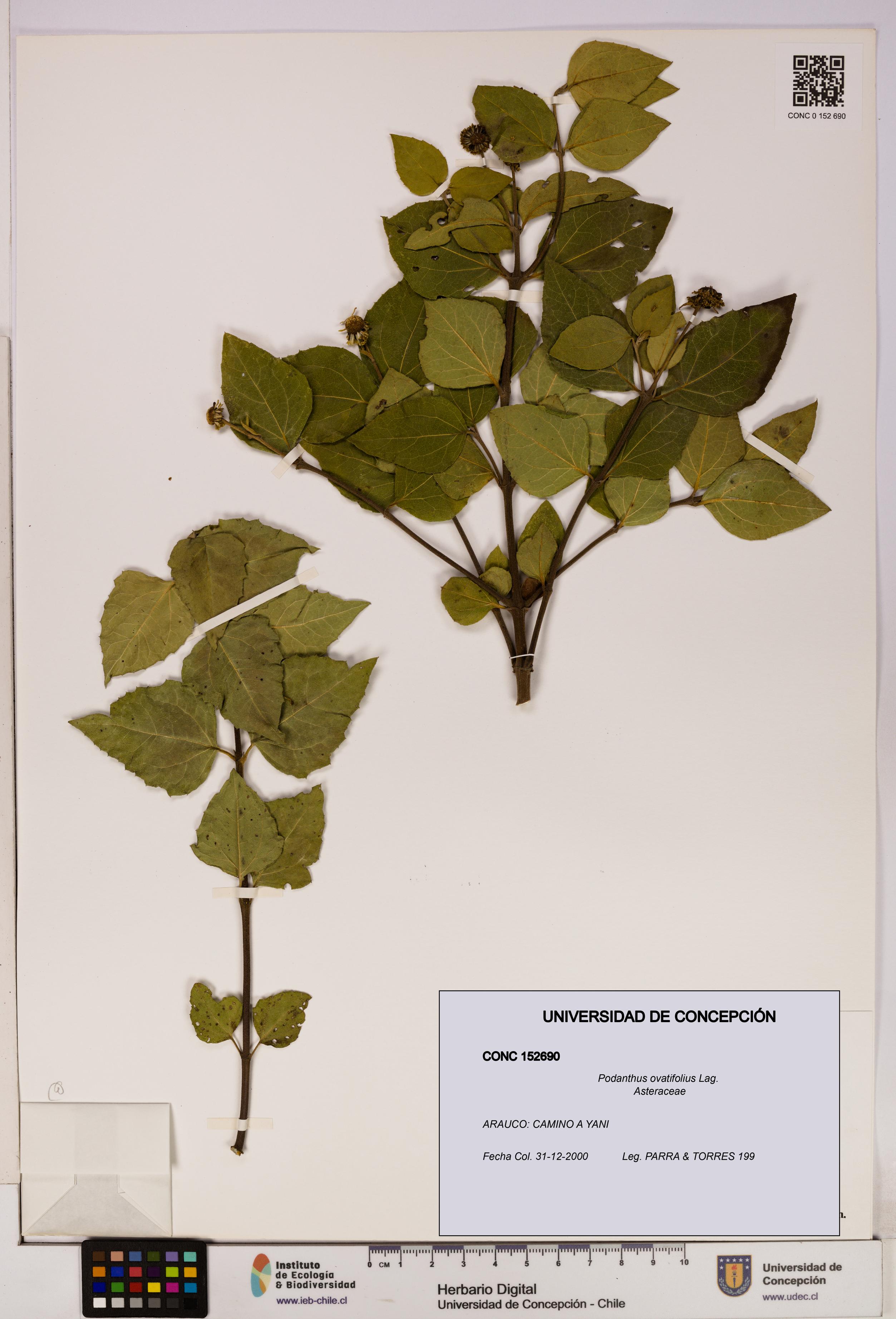 Podanthus ovatifolius [Espécimen: ]