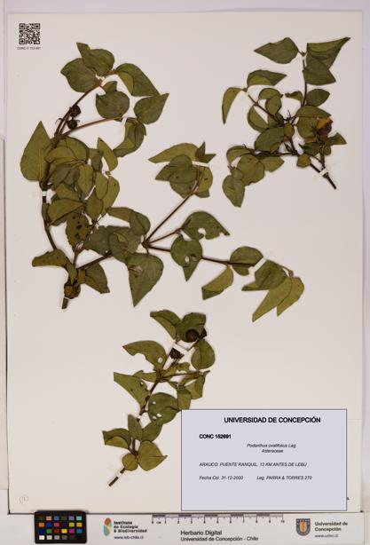 Podanthus ovatifolius [Espécimen: ]