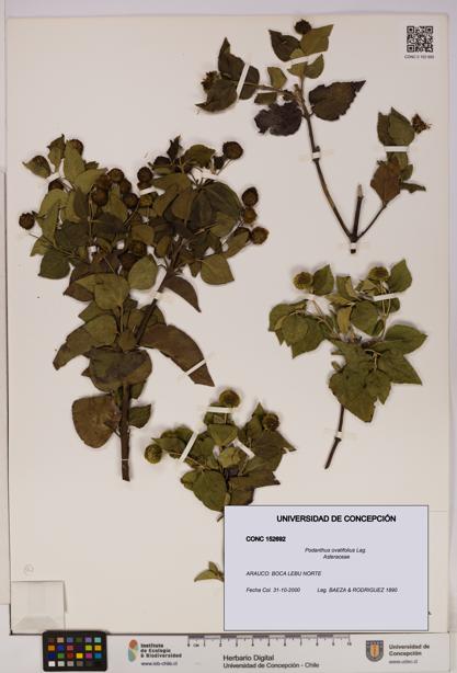 Podanthus ovatifolius [Espécimen: ]
