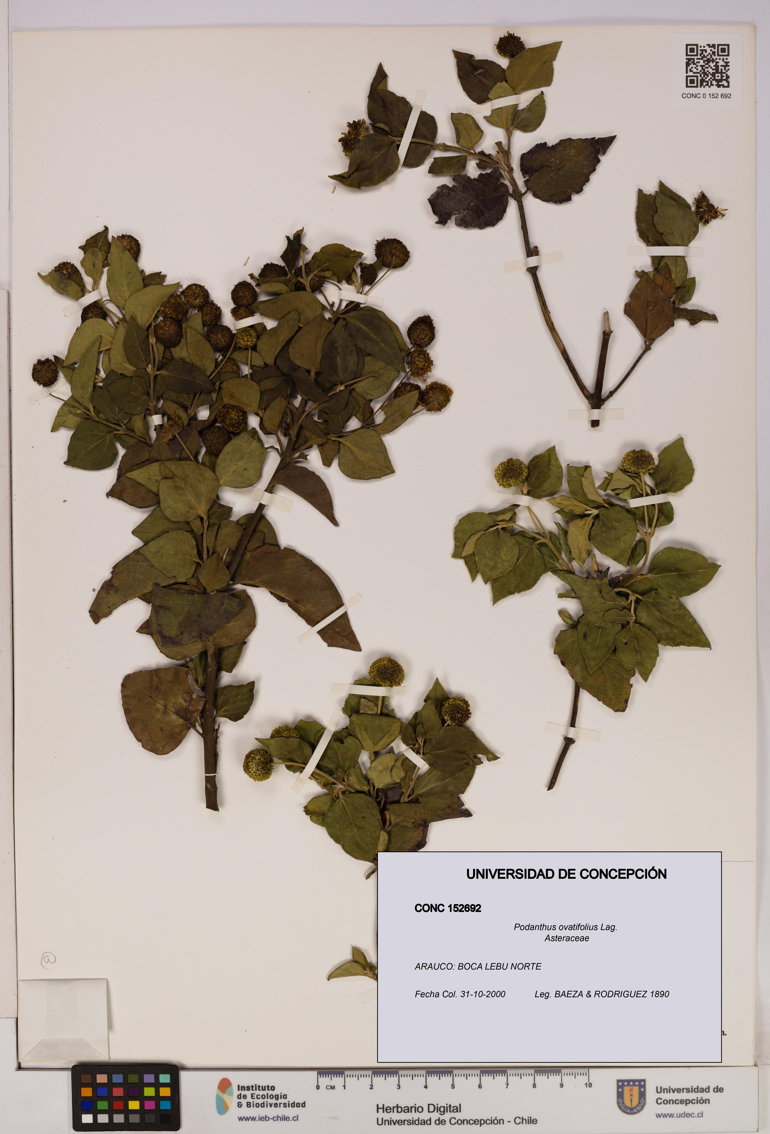 Podanthus ovatifolius [Espécimen: ]