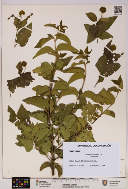 Podanthus ovatifolius [Espécimen: ]