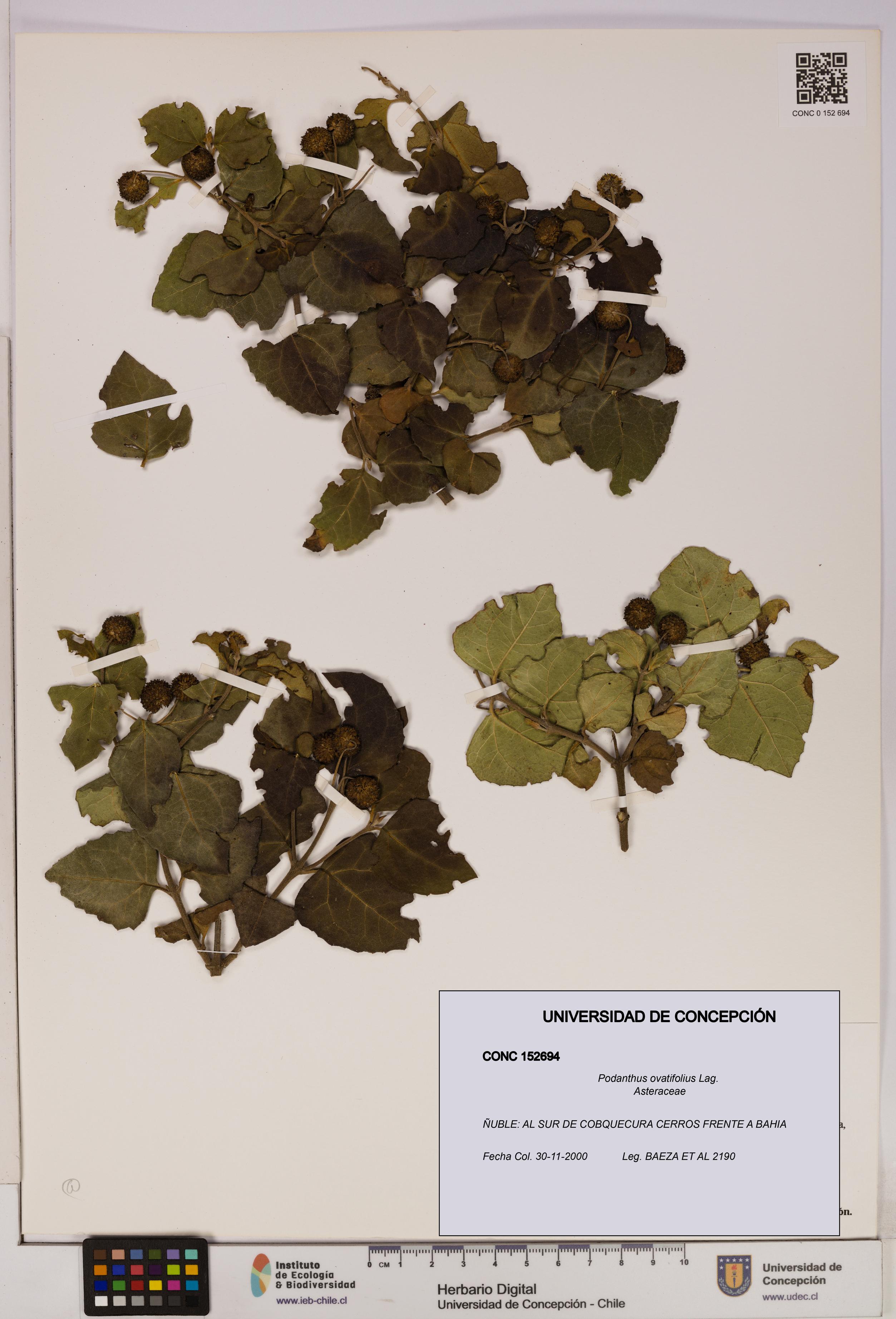 Podanthus ovatifolius [Espécimen: ]