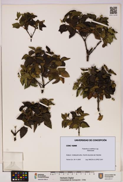 Podanthus ovatifolius [Espécimen: ]
