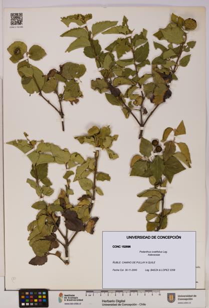Podanthus ovatifolius [Espécimen: ]