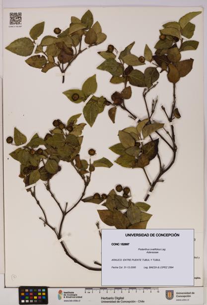 Podanthus ovatifolius [Espécimen: ]