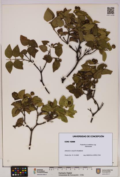 Podanthus ovatifolius [Espécimen: ]