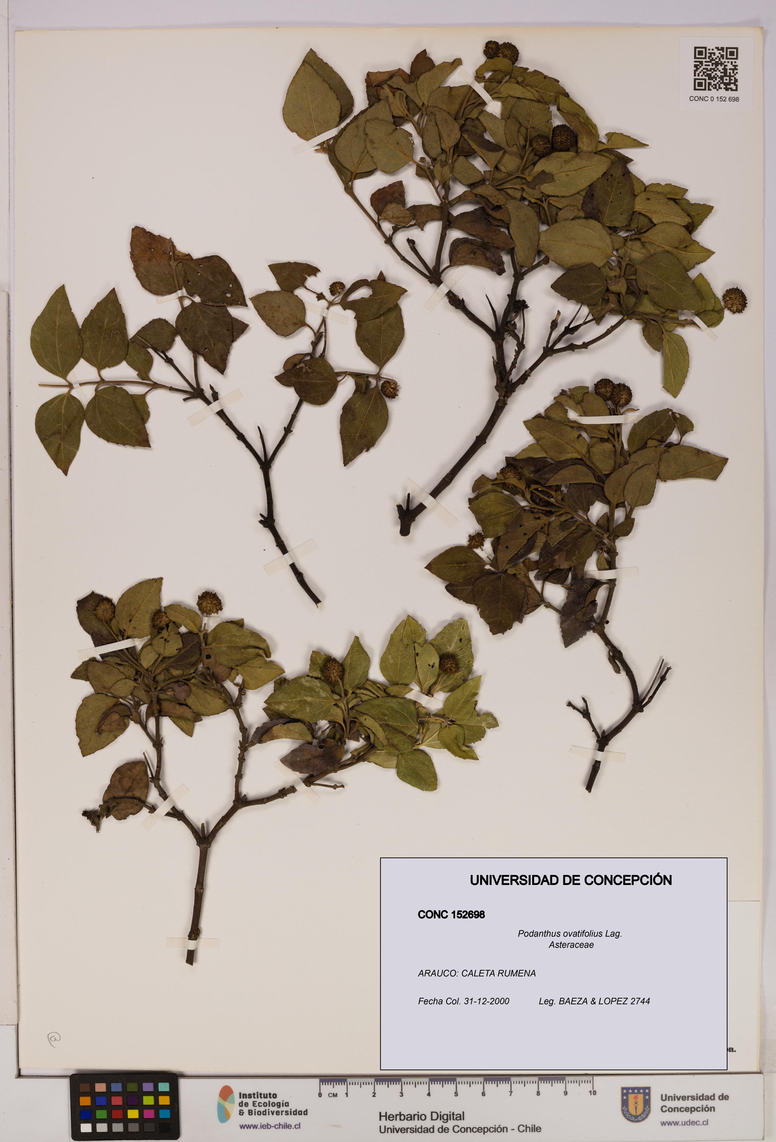 Podanthus ovatifolius [Espécimen: ]