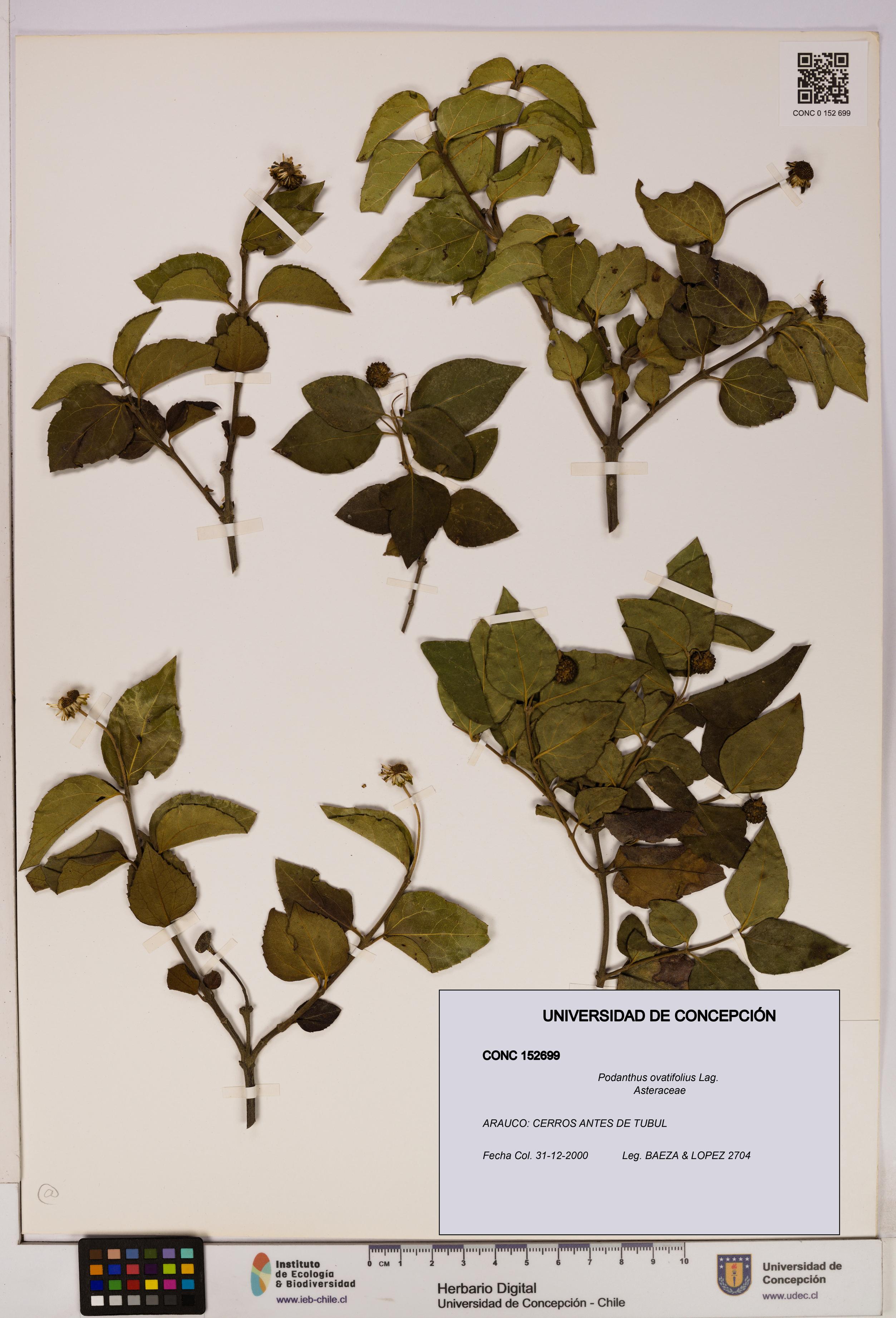 Podanthus ovatifolius [Espécimen: ]