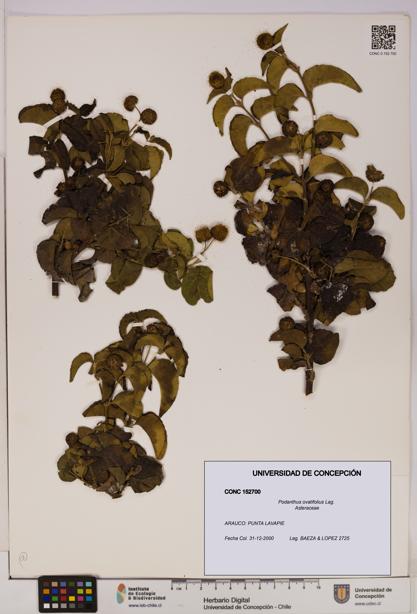 Podanthus ovatifolius [Espécimen: ]