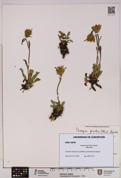 Perezia fonkii [Espécimen: UDEC:CONC:0152705]