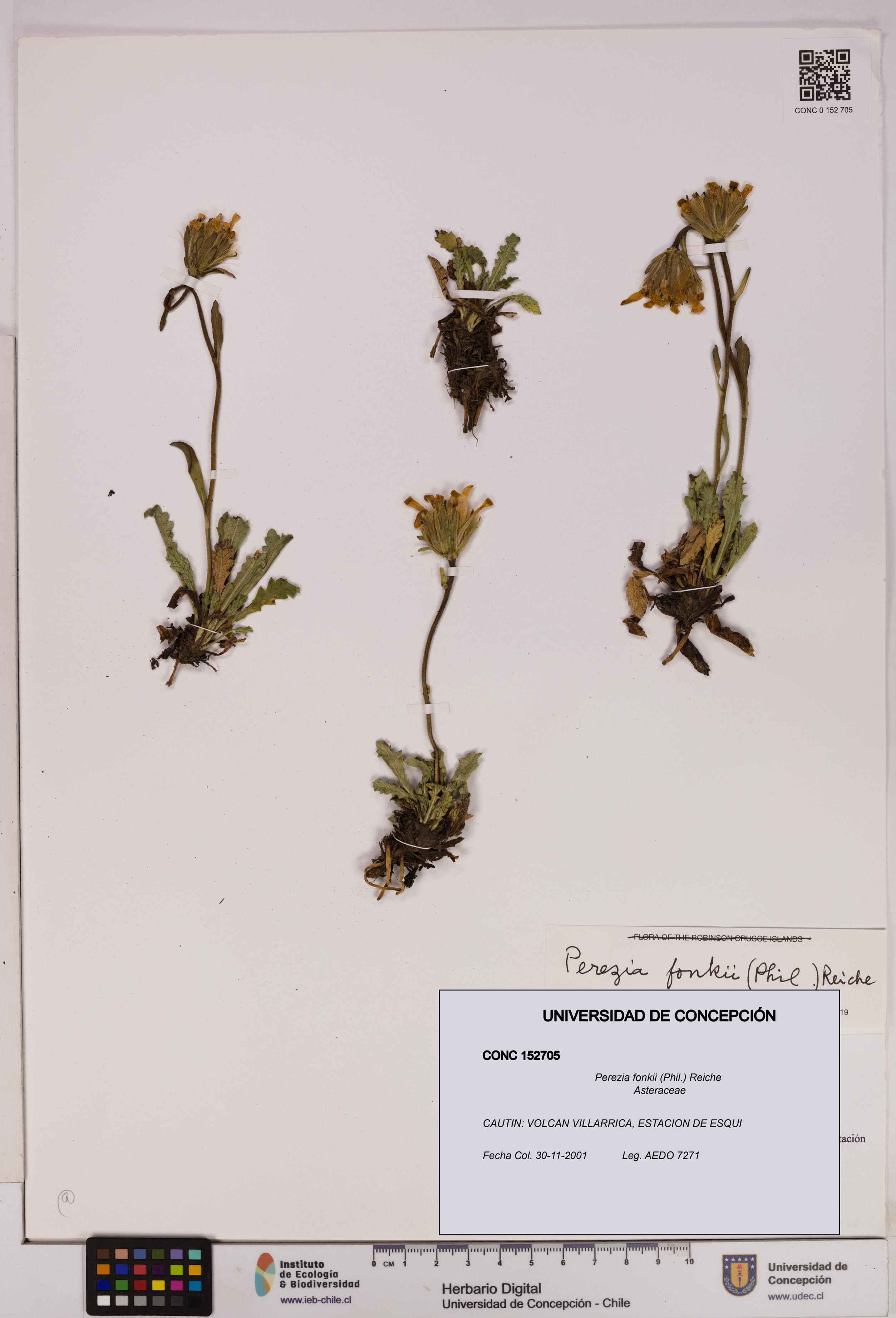 Perezia fonkii [Espécimen: UDEC:CONC:0152705]