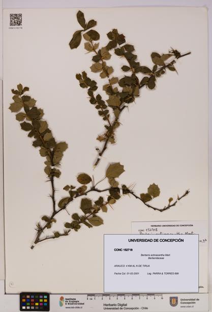 Berberis actinacantha [Espécimen: UDEC:CONC:0152718]