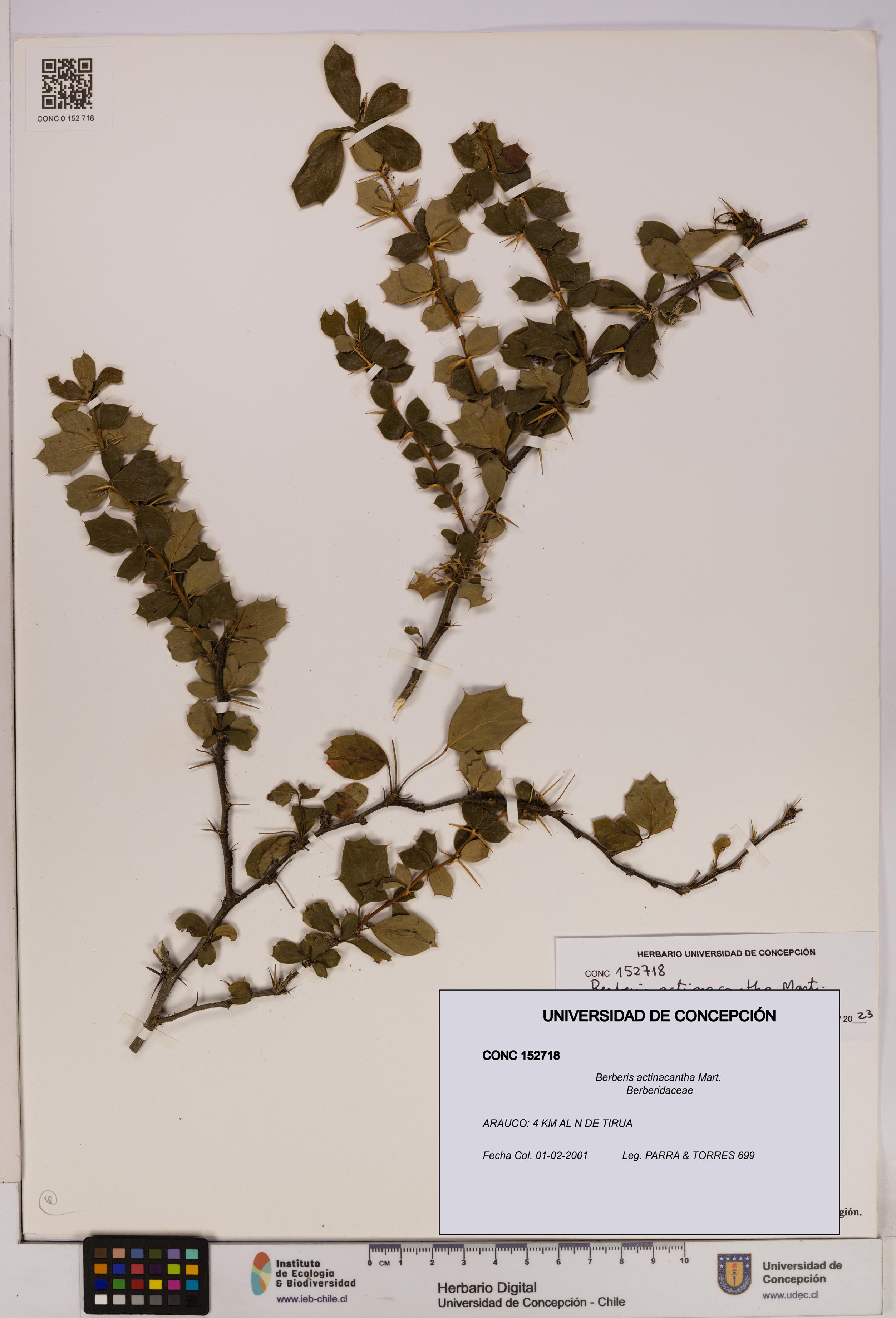 Berberis actinacantha [Espécimen: UDEC:CONC:0152718]