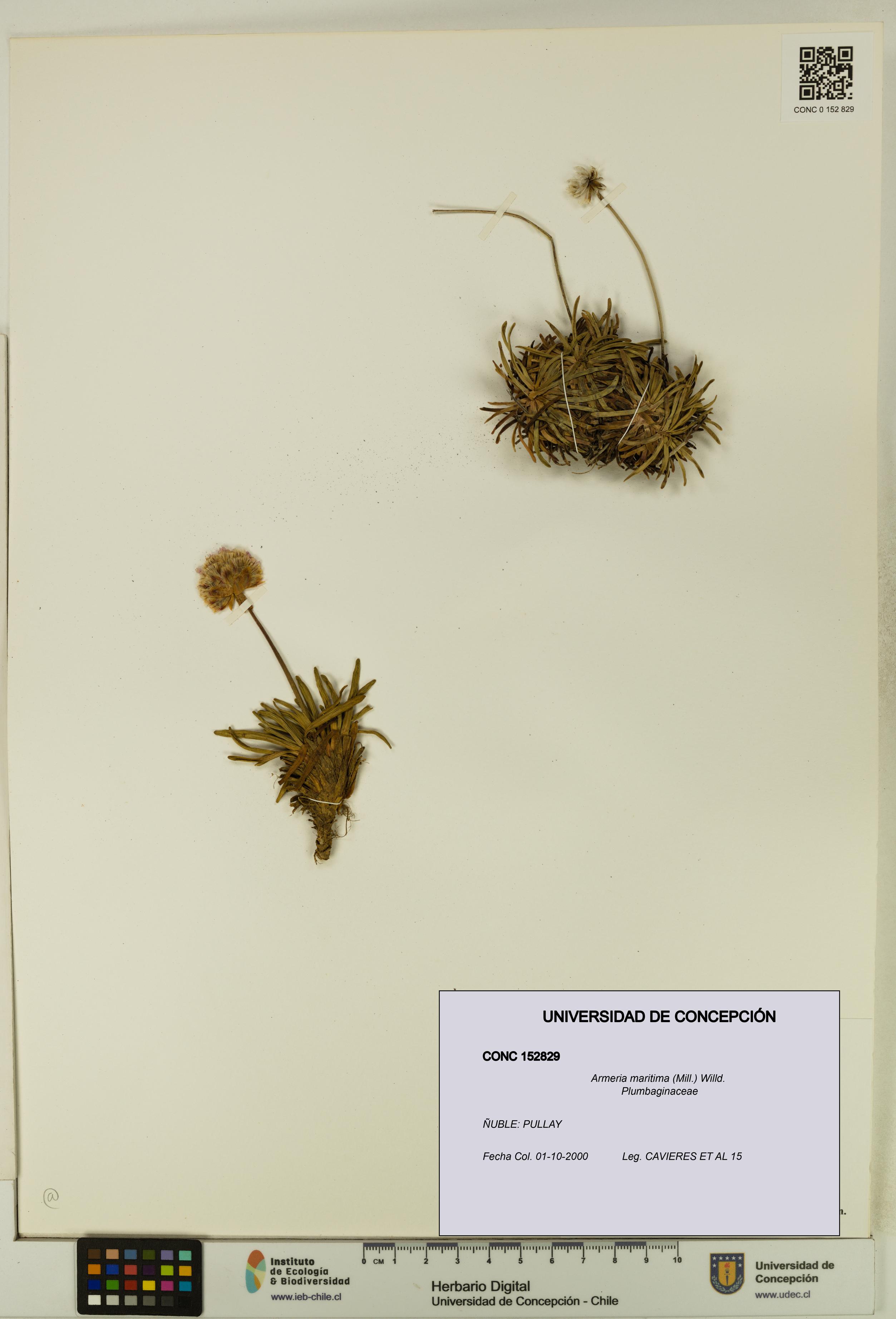 Armeria maritima [Espécimen: UDEC:CONC:0152829]