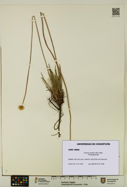 Armeria maritima [Espécimen: UDEC:CONC:0152832]