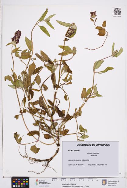 Prunella vulgaris [Espécimen: ]