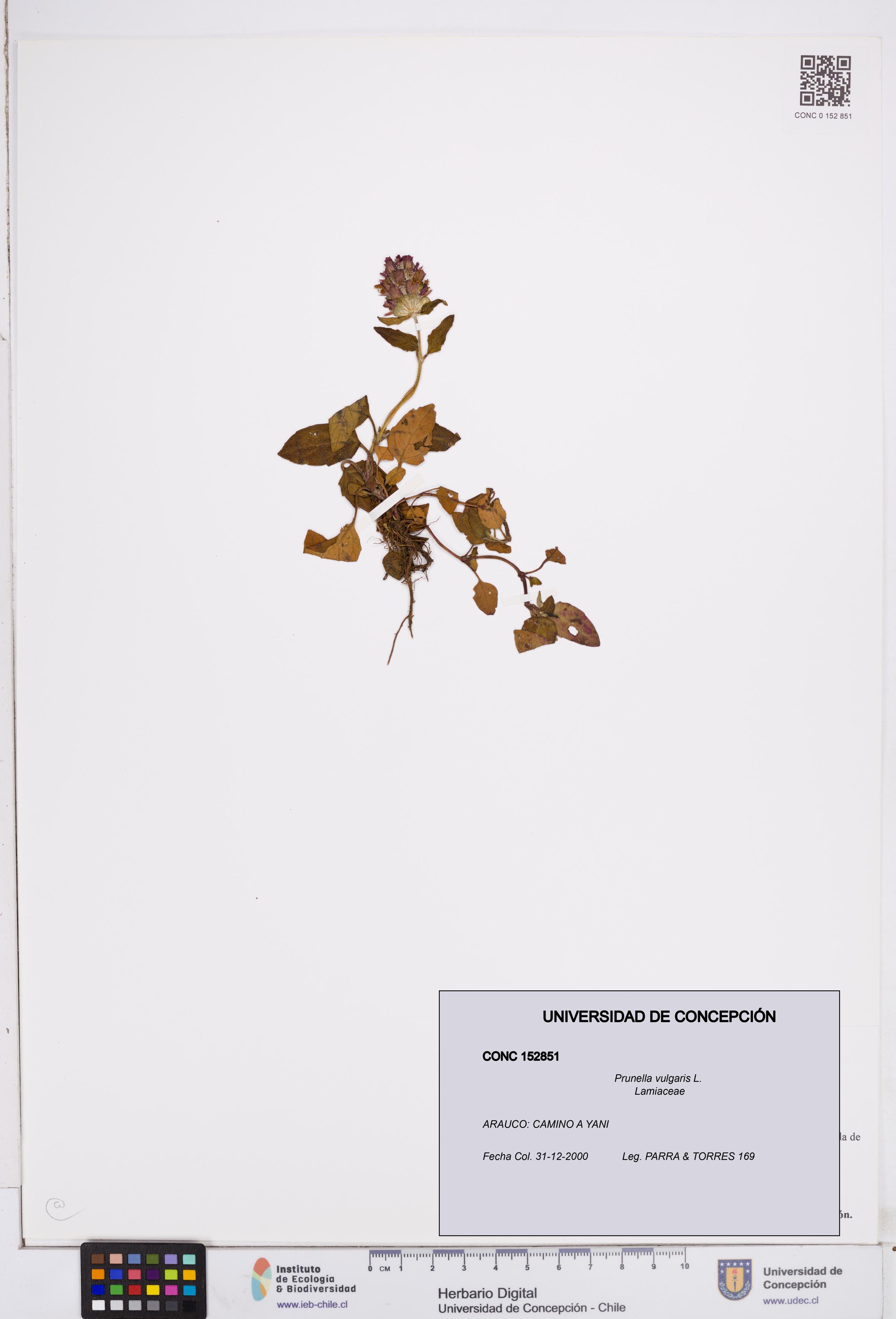 Prunella vulgaris [Espécimen: ]